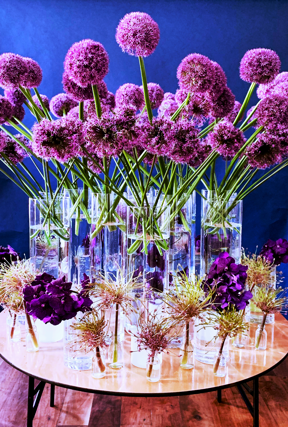 Tall purple allium stems in glass cylinders against deep blue