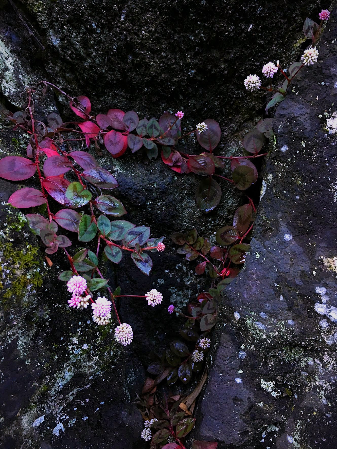 Pink flowers growing out of a dark rock face